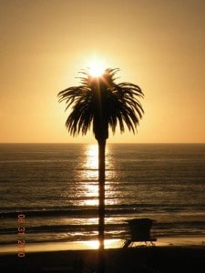 Moonlight Beach Palm Tree