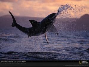 Great white shark 