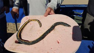 Yellow-Bellied Sea Snake