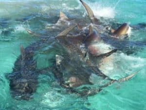 tiger sharks whale